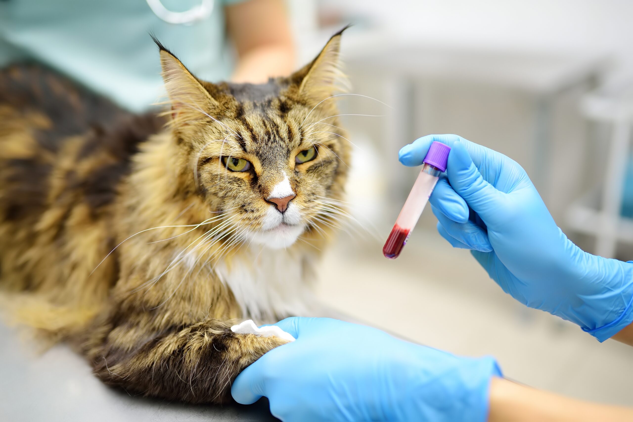 Veterinary
